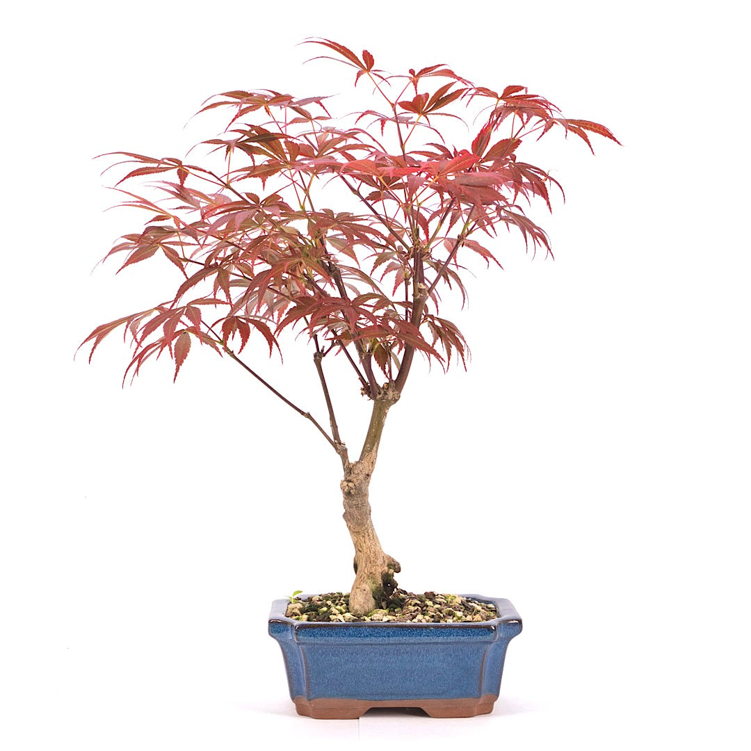 Fächer-Ahorn 'Acer palmatum 'Deshojo'